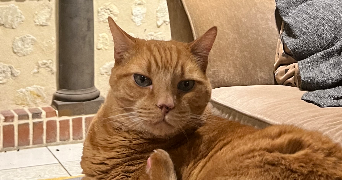 ines pet sitter à PARIS 17 75017_2