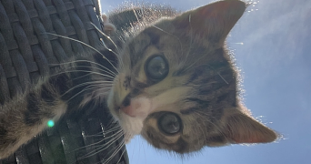 charlotte pet sitter à CAEN 14000_3
