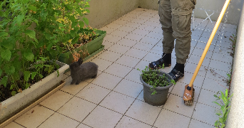 gael pet sitter à LES PAVILLONS SOUS BOIS 93320_3