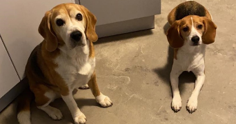 marie-elodie pet sitter à MONTPEYROUX 63114_2