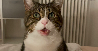 claire pet sitter à HOUILLES 78800_1