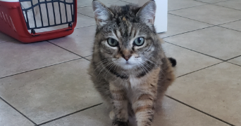 emmanuelle pet sitter à TAVERNY 95150_5