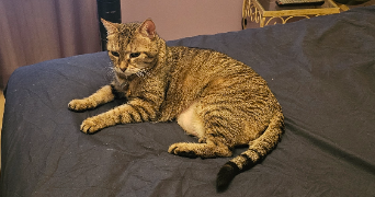 pascale pet sitter à VILLEURBANNE 69100_4