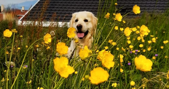 syrine pet sitter à GRENOBLE 38000_2