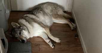 lydie  pet sitter à MONTEVRAIN 77144_8