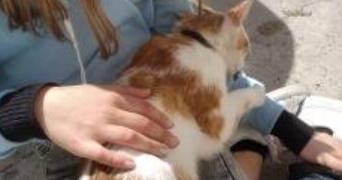 sarah pet sitter à ST ANDRE DE SANGONIS 34725_4