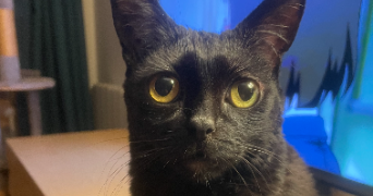 pauline pet sitter à PARIS 20 75020_1