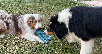 carine pet sitter à SEMBLANCAY 37360_4