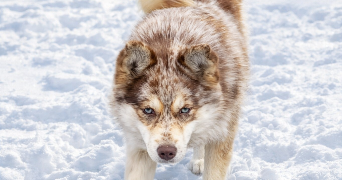maud dog sitter à LABALME 01450_0