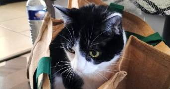 océane pet sitter à BRON 69500_1