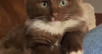 malak pet sitter à LE GRAND QUEVILLY 76120
