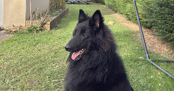 morgane pet sitter à LE MESNIL ST DENIS 78320_6