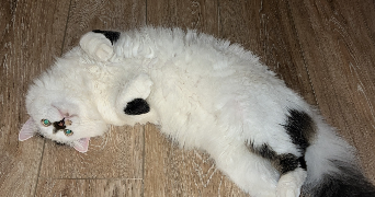 julian pet sitter à BORDEAUX 33000_1