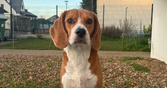 gabrielle pet sitter à JOUE LES TOURS 37300_1
