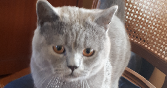marie-france cat sitter à SANNOIS 95110_6