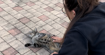 lola pet sitter à BAYONNE 64100_2