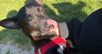 léandra pet sitter à LIMEIL BREVANNES 94450_2