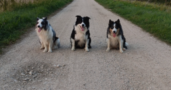 cécilia pet sitter à ST OUEN L AUMONE 95310_1