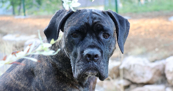 léonie pet sitter à BEAUNE 21200_0