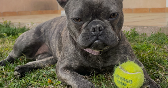 fanny pet sitter à TOURRETTE LEVENS 06690_1