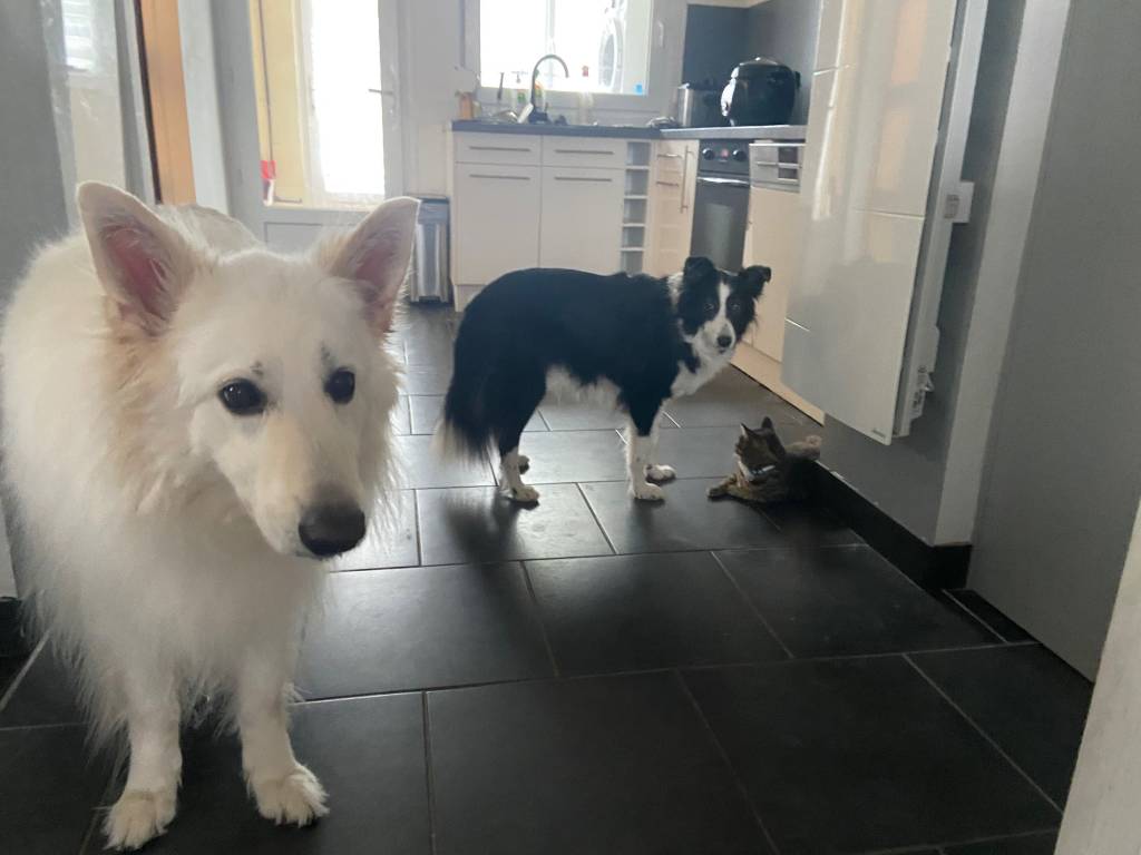 Alexandre pet sitter à Faches Thumesnil 59155_2