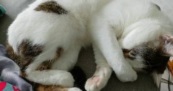 teddy pet sitter à LE CATEAU CAMBRESIS 59360_4