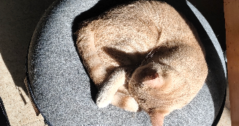 maëva pet sitter à TOULON 83000_2
