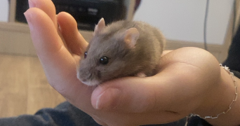 jade pet sitter à ORLEANS 45000_7