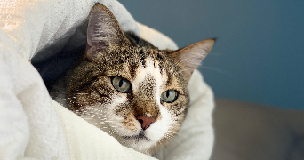 aude pet sitter à ST ETIENNE DU VALDONNEZ 48000_2