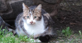 aurélie pet sitter à Evron 53097_1