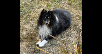 béthanie pet sitter à RUEIL MALMAISON 92500_8