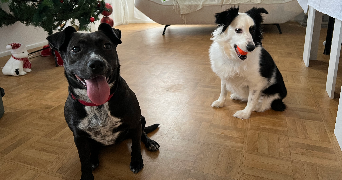 marie pet sitter à NANTERRE 92000_4