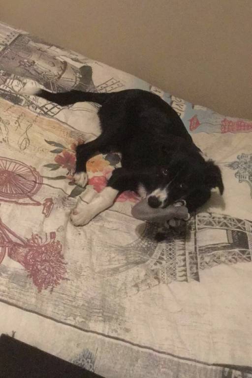 Marie pet sitter à Paris 75017_6