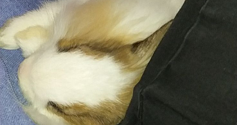 elena pet sitter à FREPILLON 95740_2