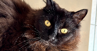 ambre pet sitter à SASSENAGE 38360_1