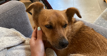 marie pet sitter à LYON 09 69009_3