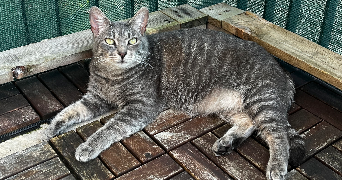 ophelie pet sitter à LES CLAYES SOUS BOIS 78340_5
