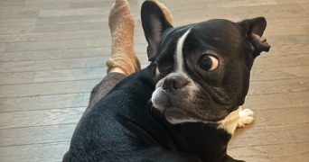 iuliia pet sitter à COLOMBES 92700_3