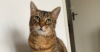 célia pet sitter à CHAUMONT SUR THARONNE 41600_9