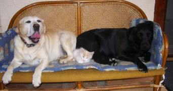 jean-pierre pet sitter à RIANS 83560_9