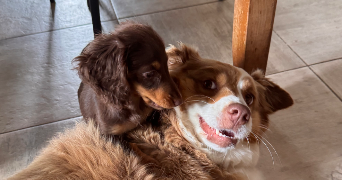anais pet sitter à NANTERRE 92000_5