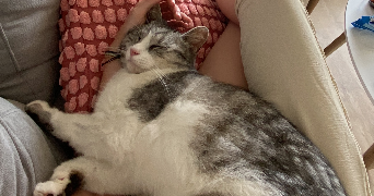 ivana pet sitter à TOURS 37100
