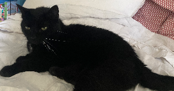 Luna pet sitter à PARIS 11 75011_7