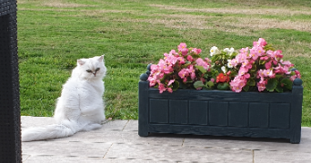 marie line pet sitter à FLEURY SUR ANDELLE 27380_4