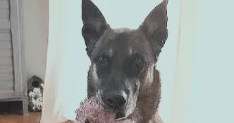 françoise pet sitter à CANNES 06400