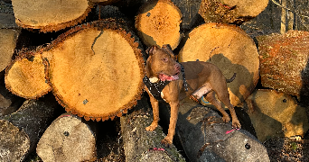 suzane pet sitter à CHEVILLY LARUE 94550_3