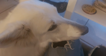 amélie pet sitter à ANNECY 74000_1