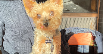 charlotte pet sitter à Lyon 69009_5