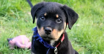 morgane pet sitter à LE MESNIL ST DENIS 78320