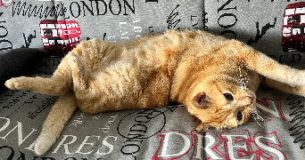 louise pet sitter à LES SABLES D OLONNE 85100_2